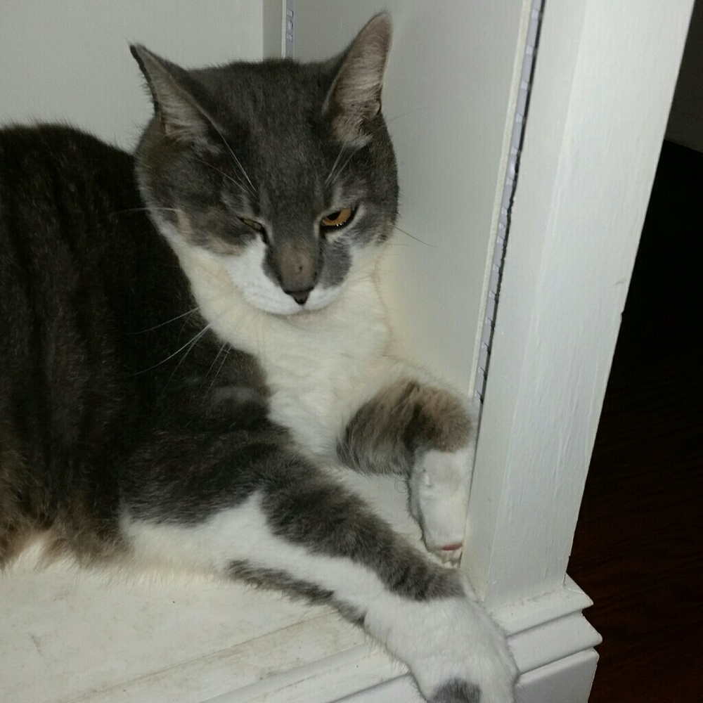 Meet your Posher, Athena